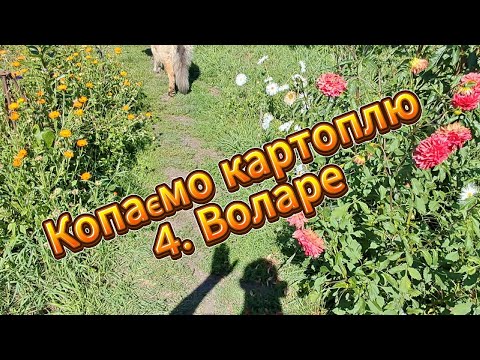 Видео: Копаємо картоплю. 4. Воларе.