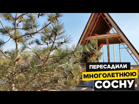 Видео: Пересадка взрослой сосны на участок