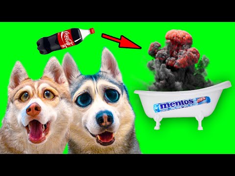 Видео: БАБАХНУЛИ ВАННУ КОЛОЙ И МЕНТОСОМ!! (Хаски Бублик) Говорящая собака