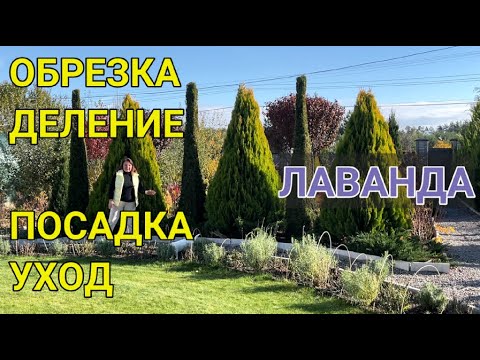 Видео: КАК БЫСТРО размножить ЛАВАНДУ кустами ✂ | ЛАВАНДА: обрезка, формировка, посадка, размножение