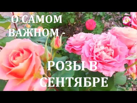 Видео: УХОД ЗА РОЗАМИ В СЕНТЯБРЕ