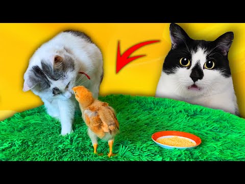 Видео: ЦЫПЛЕНОК и КОТ МАЛЫШ: ПЕРВОЕ ЗНАКОМСТВО! ПЕТУШОК или КУРОЧКА? КАК РАСТЕТ ЦЫПА?