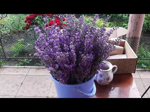 Видео: Как упаковать букет лаванды для отправки. How to pack a lavender bouquet for shipping.