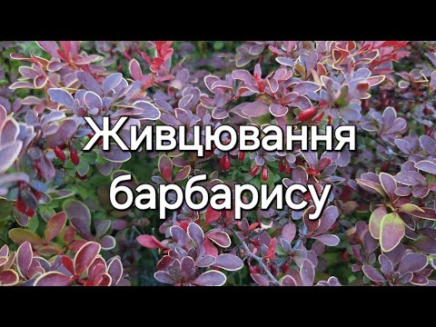 Видео: Все про живцювання барбарису. Мій досвід.