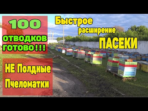Видео: Как мы делаем ОДНО РАМОЧНЫЕ отводки на НЕ ПЛОДНУЮ матку