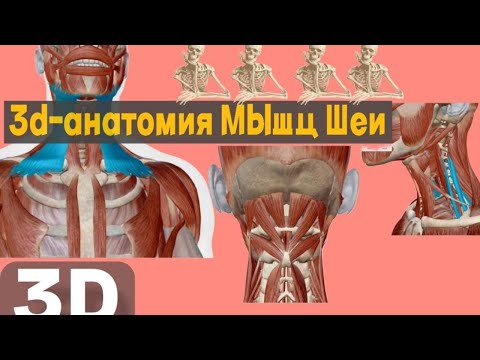 Видео: Мышцы шеи: 3D-разбор всех групп + схема подзатылочных мышц по Синельникову