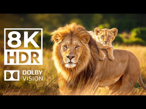 Видео: ЦАРСТВО ДИКИХ ЖИВОТНЫХ 8K HDR |  с запоминающейся кинематографической музыкой (Красочная жизнь живот
