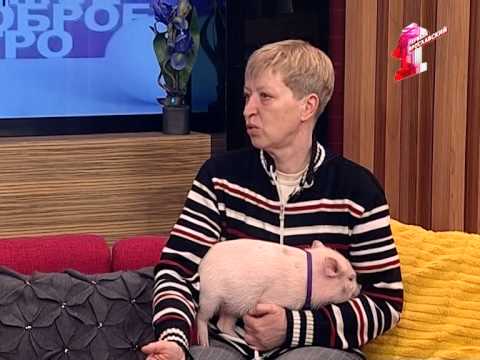 Видео: Микро пиг всегда на диете