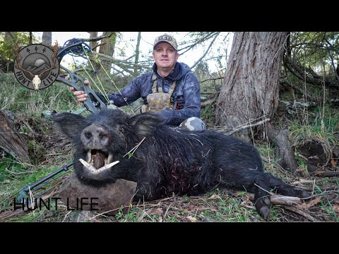 Видео: Зимняя охота с луком на кабанов.