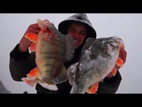 Видео: ЭТО ЖЕСТЬ! ТРИ НЕДЕЛИ ПОД ВОДОЙ! ОКУНИ КОНИ! ВОЛКИ РЯДОМ! рыбалка с ночевкой