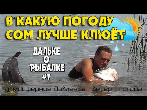 Видео: В какую погоду сом лучше клюёт | давление | ветер | #Дальке о рыбалке 7