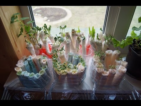 Видео: ОБЗОР РАССАДЫ В САМОКРУТКЕ И НЕМНОГО О КАНАЛЕ ЧТО И КАК ?!