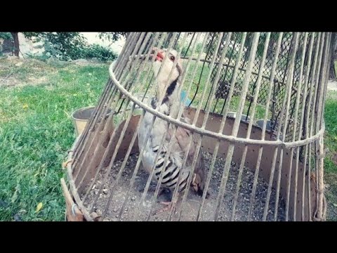 Видео: Модкабки шикори Овози модкавг Мастак Кабки мода