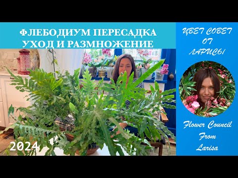 Видео: ФЛЕБОДИУМ ПЕРЕСАДКА | УХОД И РАЗМНОЖЕНИЕ