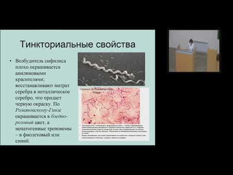 Видео: Г.Ш. Исаева. Спирохеты, часть 1. Возбудитель венерического сифилиса.