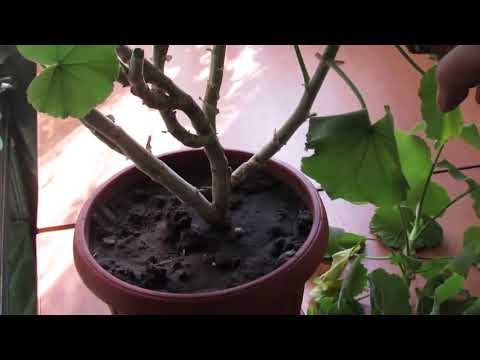 Видео: ОМОЛАЖИВАЕМ СТАРУЮ ГЕРАНЬ.  ЧТО ДЕЛАТЬ СО СТАРОЙ ПЕЛАРГОНИЕЙ.