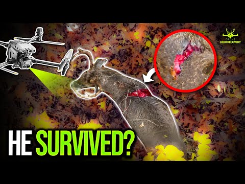 Видео: Это будет дикий, самый безумный день в жизни: спасение оленей с помощью дрона