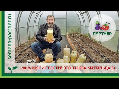 Видео: 200% МЯСИСТОСТИ! ЭТО ТЫКВА МАТИЛЬДА F1