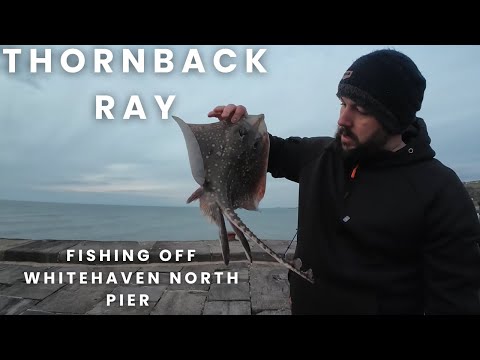 Видео: Ловля скатов-колючек у Северного пирса Уайтхейвена