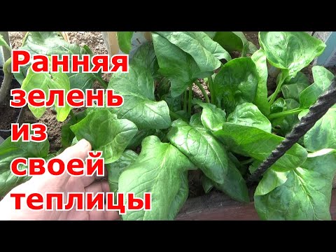 Видео: Ранняя зелень и овощи в моей теплице. Что посеять в теплице, чтобы получить ранний урожай