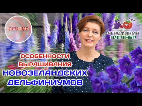 Видео: Особенности выращивания новозеландских дельфиниумов #семена #дача #цветывсаду