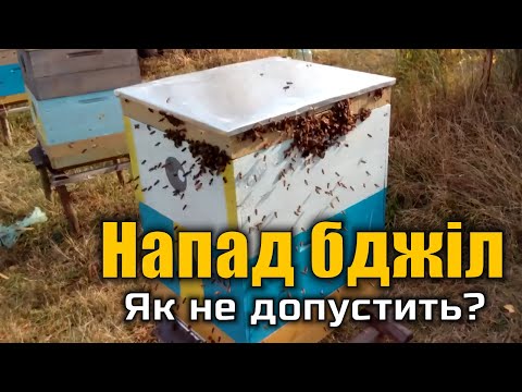 Видео: Напад бджіл на вулики та нуклеуси в кінці літа.