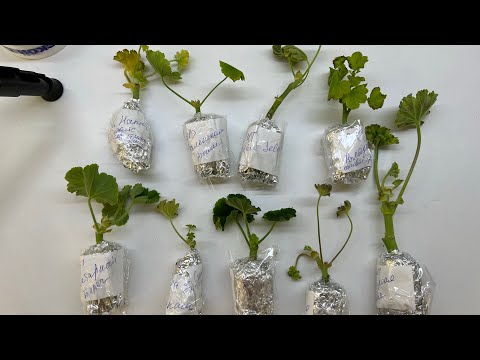 Видео: Посылка с Пеларгонией. Распаковка и посадка