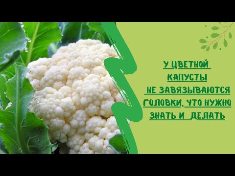 Видео: У цветной капусты не завязываются головки, что нужно знать и  сделать