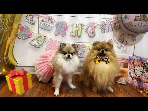 Видео: ДЕНЬ РОЖДЕНИЯ МОЕЙ СОБАКИ / Мике 1 годик🥳🐶🎁 #happybirthday #1year #моясобака