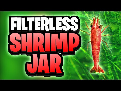 Видео: Как сделать банку для креветок Cherry Shrimp без фильтра! (Банка для креветок Neocaridina по мето...