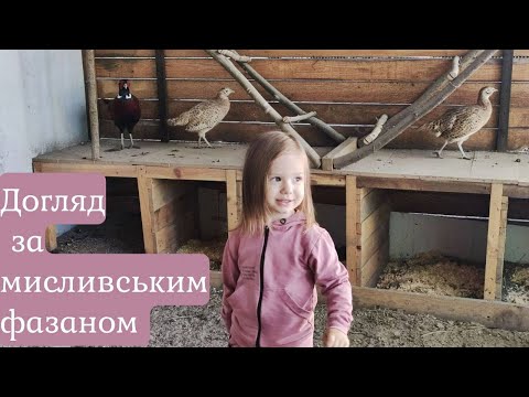 Видео: Догляд за мисливським фазаном