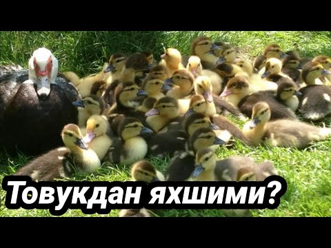 Видео: Нега товуклар улади Урдак улмайди паррандачилик бизнеси