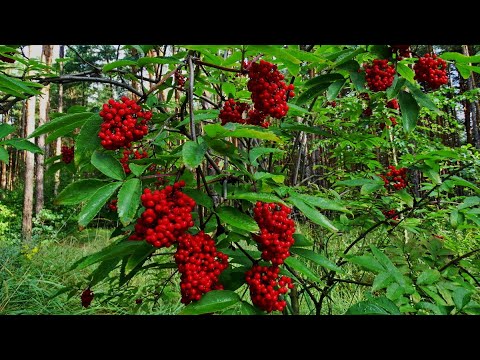 Видео: КУСТ КАЛИНЫ