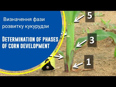 Видео: Визначення фаз розвитку кукурудзи. Епізод № 46