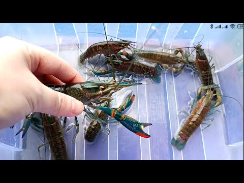 Видео: Строю ферму по выращиванию Австрийского рака!  Построил маточник, первая икра. В ожидании малька!