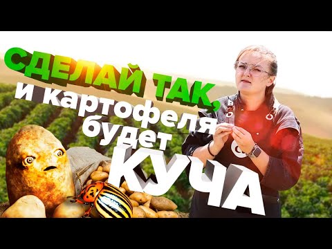 Видео: ВСЕ ЧТО НУЖНО ЗНАТЬ О ВЫРАЩИВАНИИ КАРТОФЕЛЯ! КАК УДОБРИТЬ, ПОЛИВАТЬ КАРТОШКУ