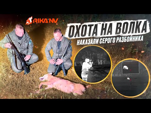 Видео: Охота на волка в Беларуси! Добыли опасного хищника на ночной охоте!