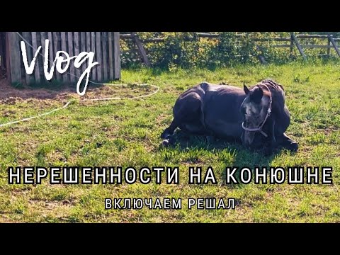 Видео: Нерешенности на конюшне | Включаем решал