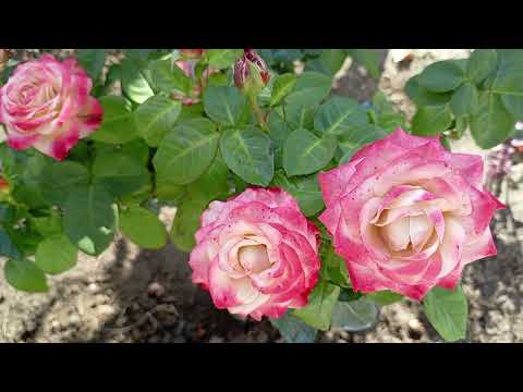 Видео: Переехали на Юг/Строим вольер, спортплощадку/Осенняя подкормка для растений/Много готовлю и пеку.