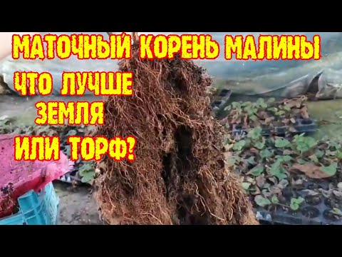 Видео: /Маточный  корень/. (В чем лучше выращивать маточный корень малины)?