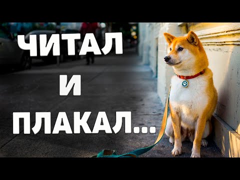 Видео: Стихотворение про собаку. ДО СЛЕЗ! Эдуард Зуев.