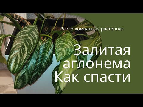 Видео: Спасаем аглаонему  #какспастиаглонему#аглаонема#агланема