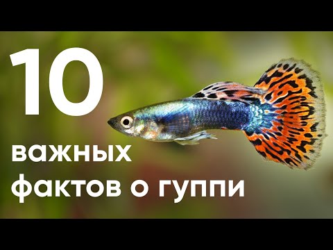 Видео: 10 важных фактов о гуппи которые надо знать каждому аквариумисту