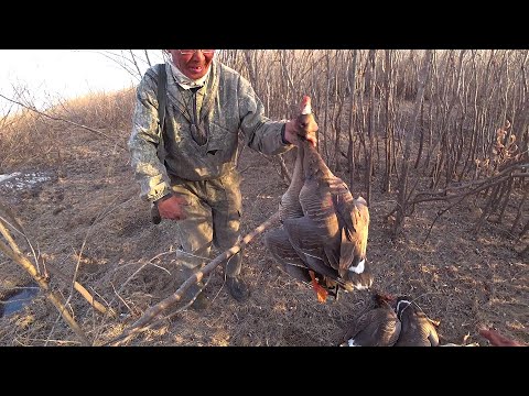 Видео: 10 ГУСЕЙ ЗА МИНУТУ, ЛУЧШИЙ МОМЕНТ ИЗ ОХОТЫ!!!