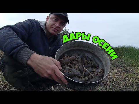 Видео: СЕНТЯБРЬ РАЗДАЕТ РАКОВ.ЛОВЛЯ РАКОВ ОСЕНЬЮ.ВОРОНЕЖСКАЯ ОБЛАСТЬ 2021