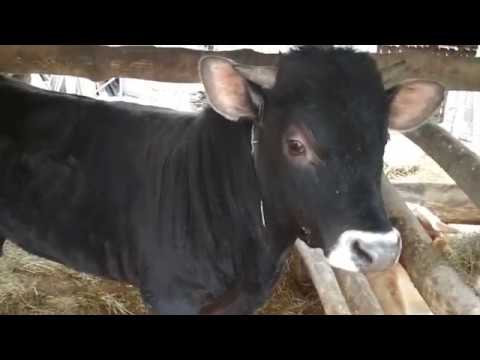 Видео: Стоит ли применять стимуляторы роста?