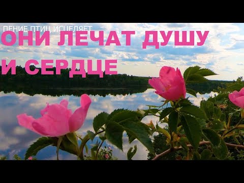 Видео: ПЕНИЕ ЛЕСНЫХ ПТИЦ И ПРИРОДА ИЗЛУЧАЮТ ТОЛЬКО ДОБРО И ЛЮБОВЬ,КОТОРОЕ УСПОКАИВАЕТ НЕРВНУЮ СИСТЕМУ.