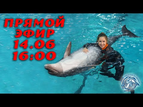 Видео: Как поплавать с дельфинами в Санкт-Петербурге.