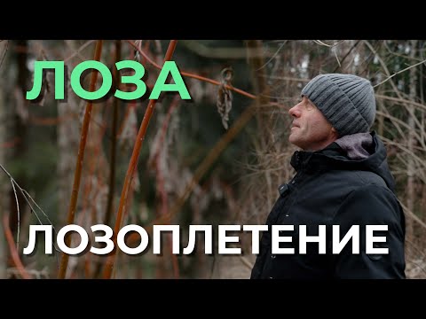 Видео: ПРИГЛАШАЮ ВСЕХ К ЛОЗОПЛЕТЕНИЮ