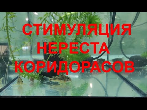 Видео: Стимуляция нереста коридорасов...